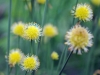 Show product details for Allium obliquum